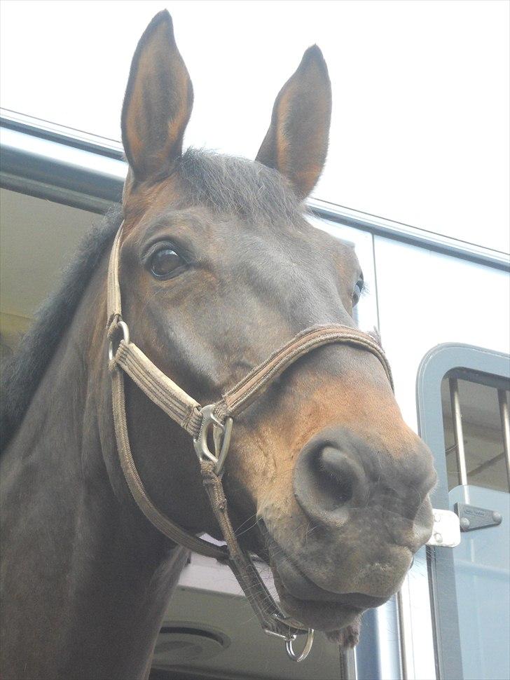 Dansk Varmblod Webster (solgt) billede 10