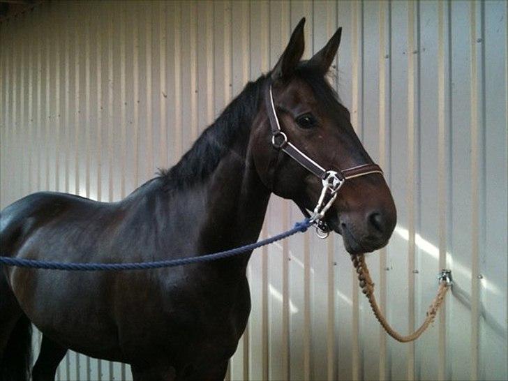 Dansk Varmblod Webster (solgt) billede 11