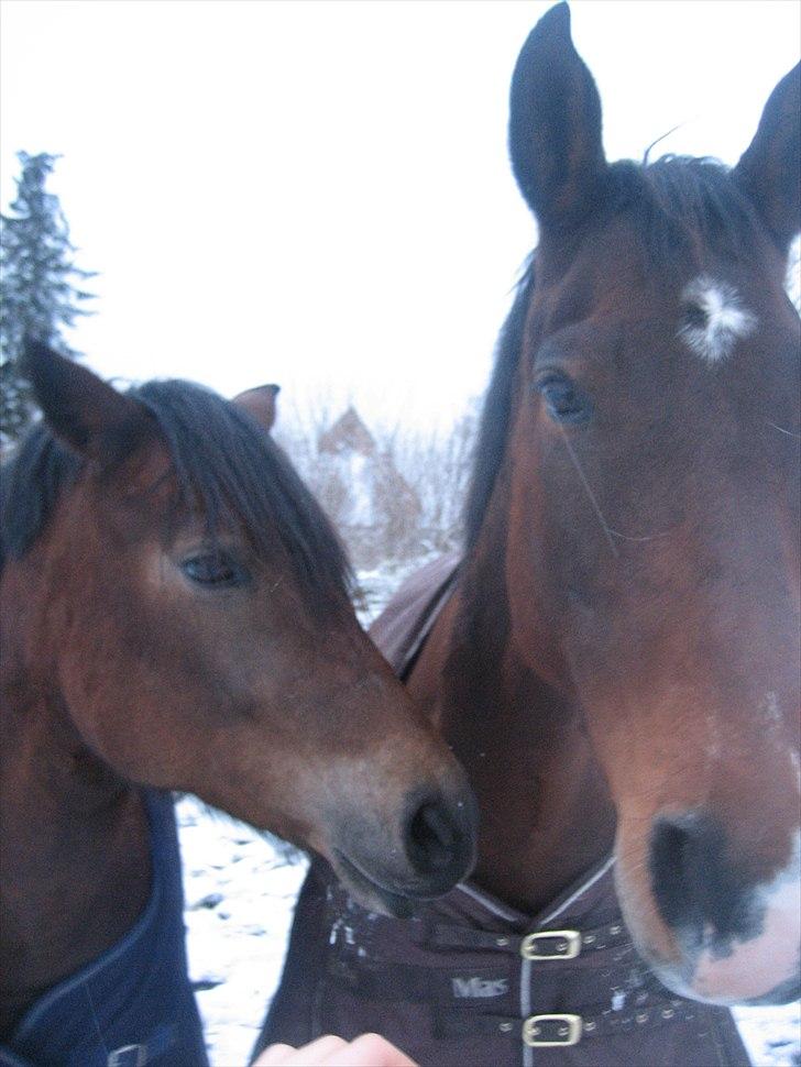 Dansk Varmblod Federica Lightfoot - Vinterfold og hygge med Caja 2011 billede 11