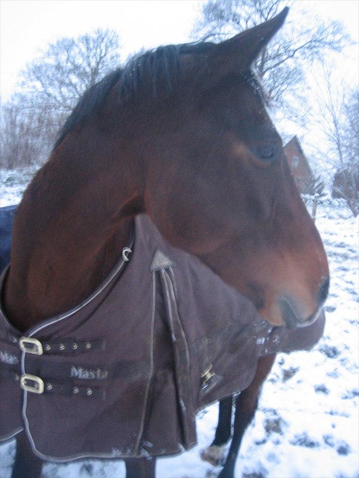 Dansk Varmblod Federica Lightfoot - Vinterfold 2011 billede 12