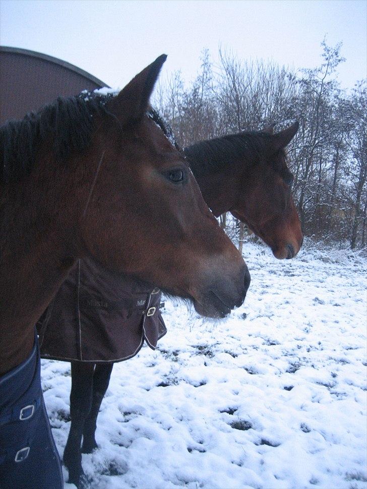 Dansk Varmblod Federica Lightfoot - De bedste venner: Federica og Caja i sneen 2011 billede 13