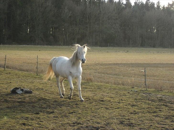 Arabisk fuldblod (OX) Ca Thacion billede 4
