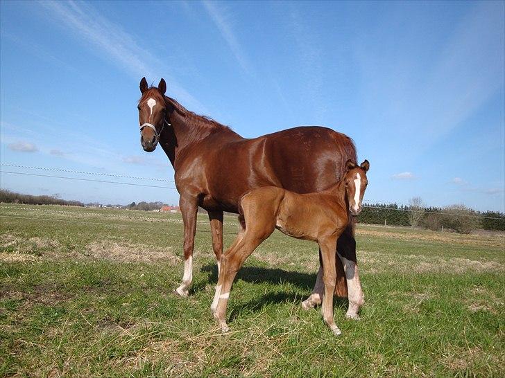 Dansk Varmblod Cosmopolitan billede 1