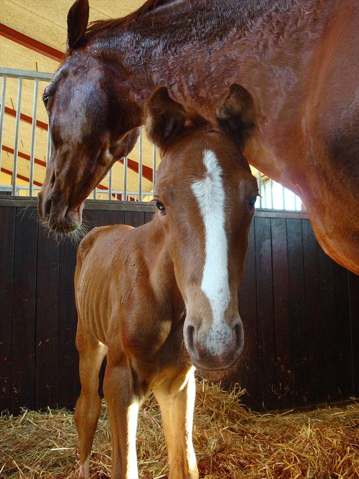 Dansk Varmblod Cosmopolitan billede 2