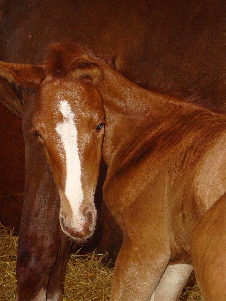Dansk Varmblod Cosmopolitan billede 3