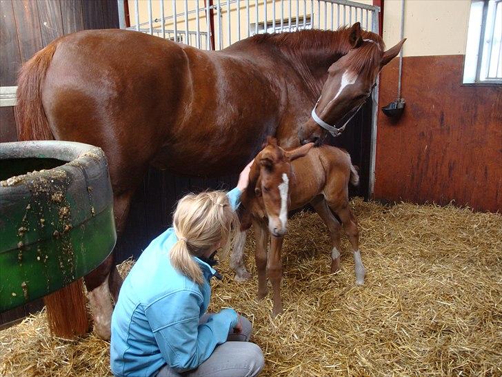 Dansk Varmblod Cosmopolitan billede 4