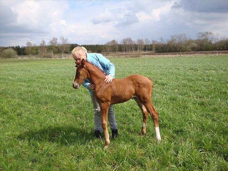 Dansk Varmblod Cosmopolitan billede 5