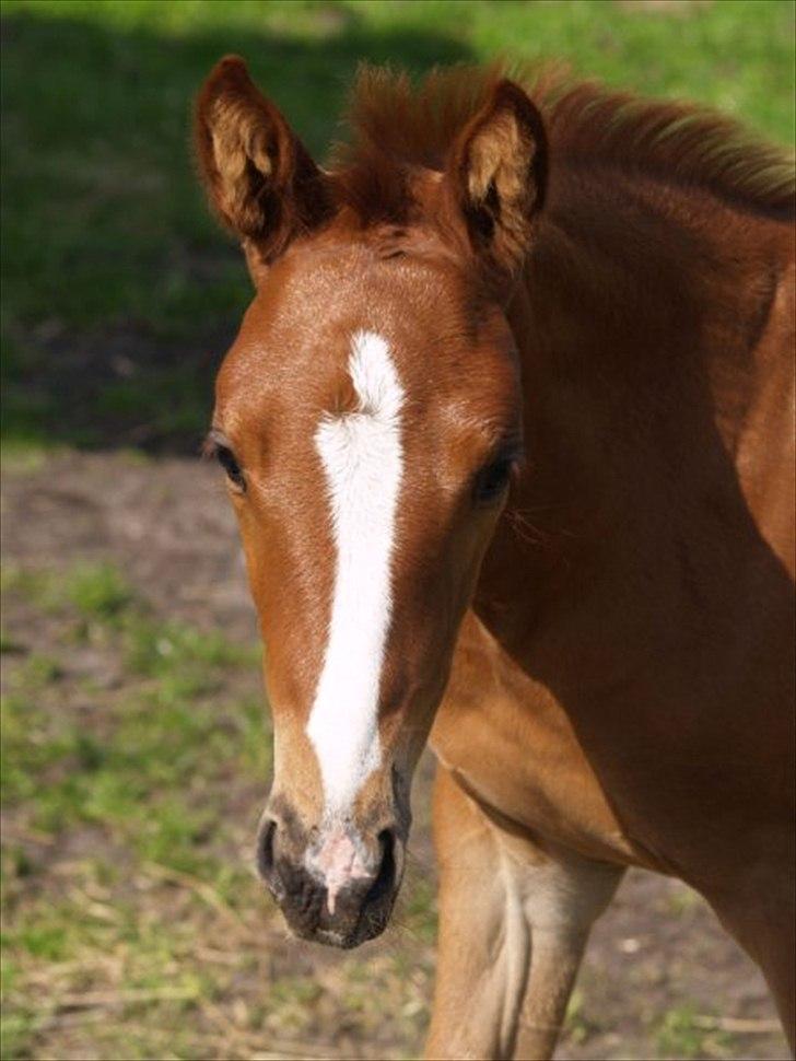 Dansk Varmblod Cosmopolitan billede 6