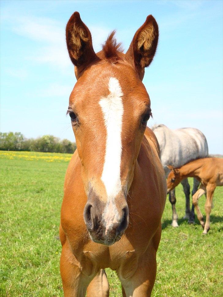 Dansk Varmblod Cosmopolitan billede 7