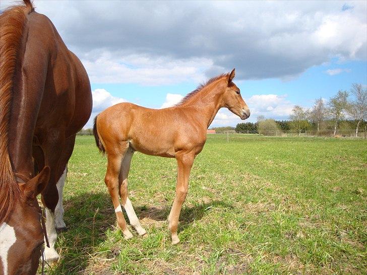 Dansk Varmblod Cosmopolitan billede 9