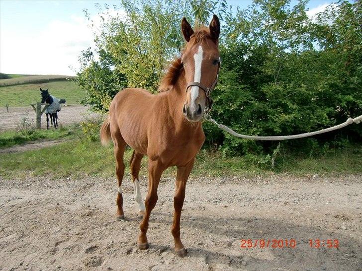 Dansk Varmblod Cosmopolitan billede 10