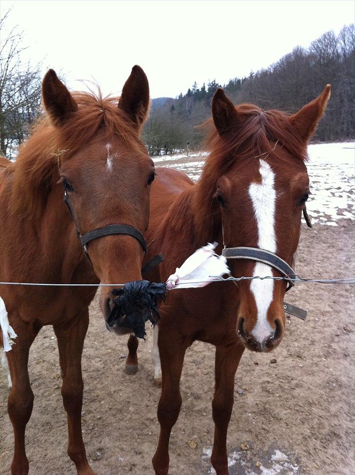 Dansk Varmblod Cosmopolitan billede 11