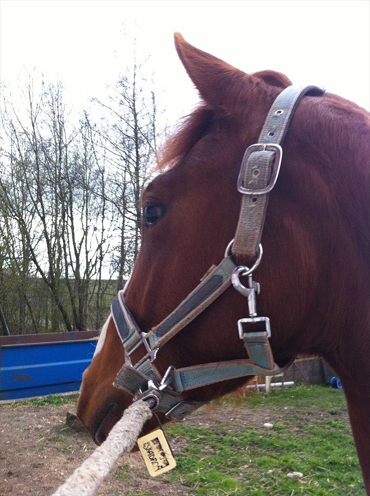 Dansk Varmblod Cosmopolitan billede 12