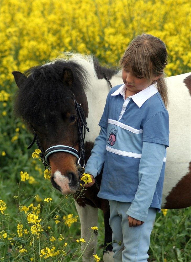 Anden særlig race Stella Nova - Livet er sin egen pony billede 3