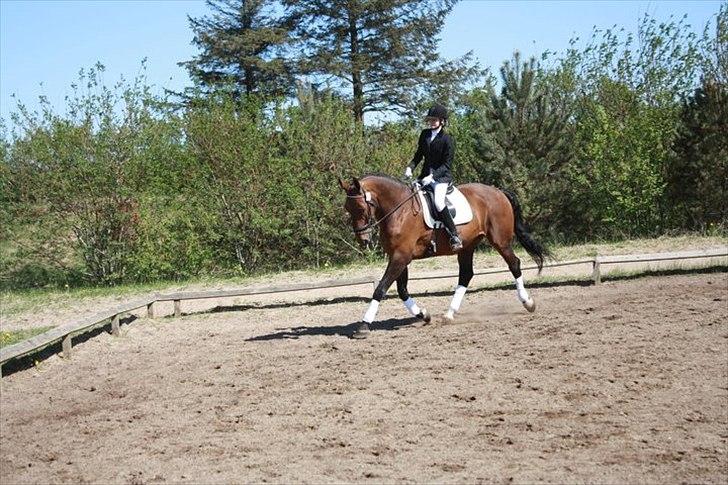 Zangersheide Goss Alfarvad Z - Trav. Opvarmning til vores første dressur stævne. 3 plads :D! Fotograf:Stinna (Bedsteveninde) billede 12