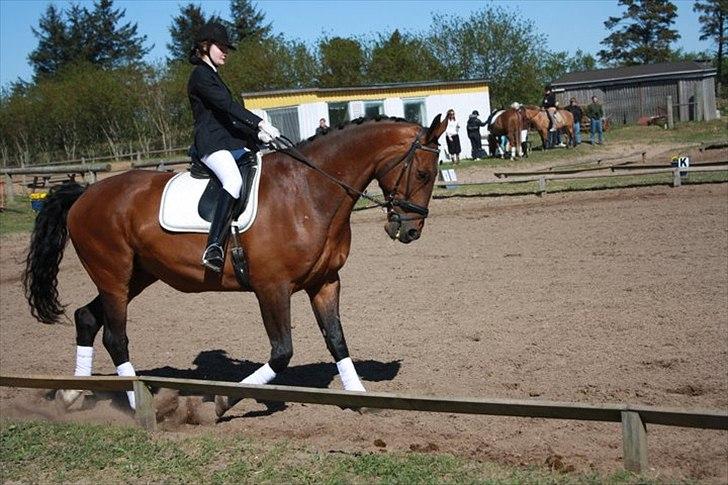 Zangersheide Goss Alfarvad Z - trav volte. Helt fantastisk hest at have med til stævne Fotograf :Stinna (Bedsteveninde) billede 15