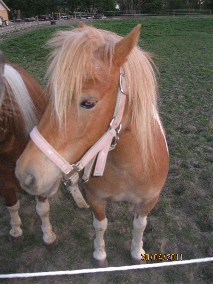 Shetlænder Sille<3 - Velkommen til Sille´s profil<´33 billede 1