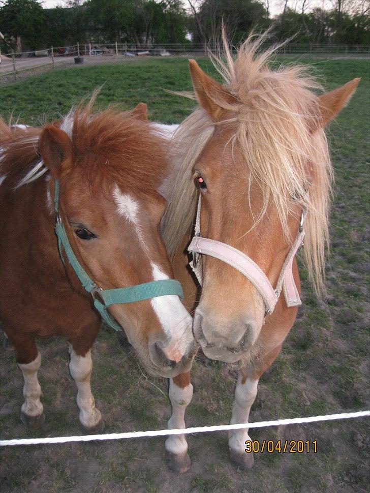 Shetlænder Sille<3 - Mille og Sille på folden<´33 billede 2