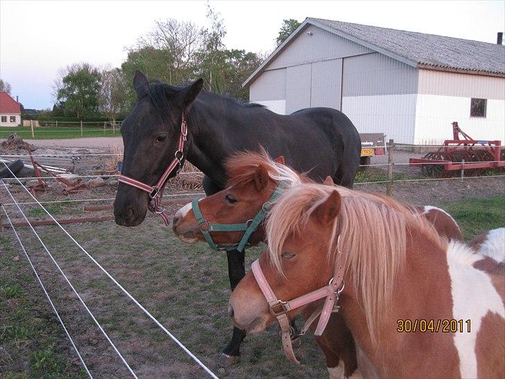 Shetlænder Sille<3 - Sille med sine 2 bedste veninder!<´33 billede 3