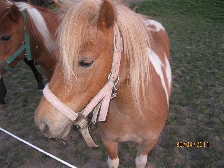 Shetlænder Sille<3 - ILOVEYOU<´33 billede 4