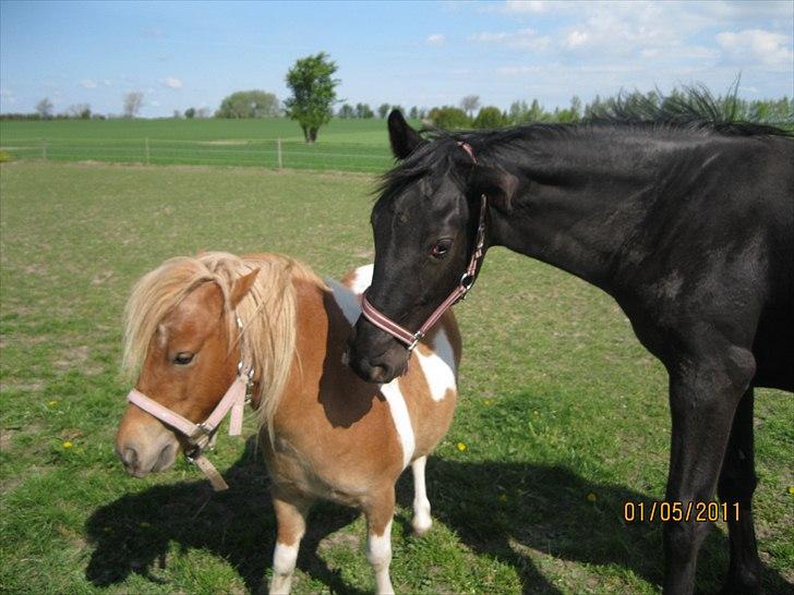 Shetlænder Sille<3 - Sille og Cirkeline<´33 billede 9