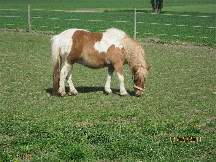 Shetlænder Sille<3 - LOVE<´33 billede 11