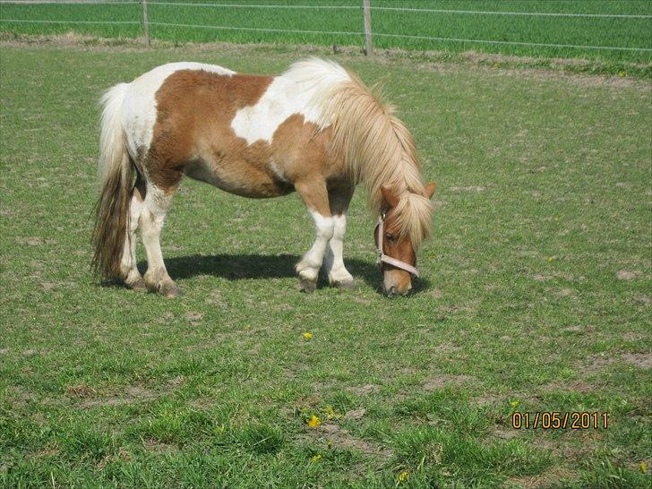 Shetlænder Sille<3 - Farvel igen håber i kunne lide hendes profil!<´33 billede 13