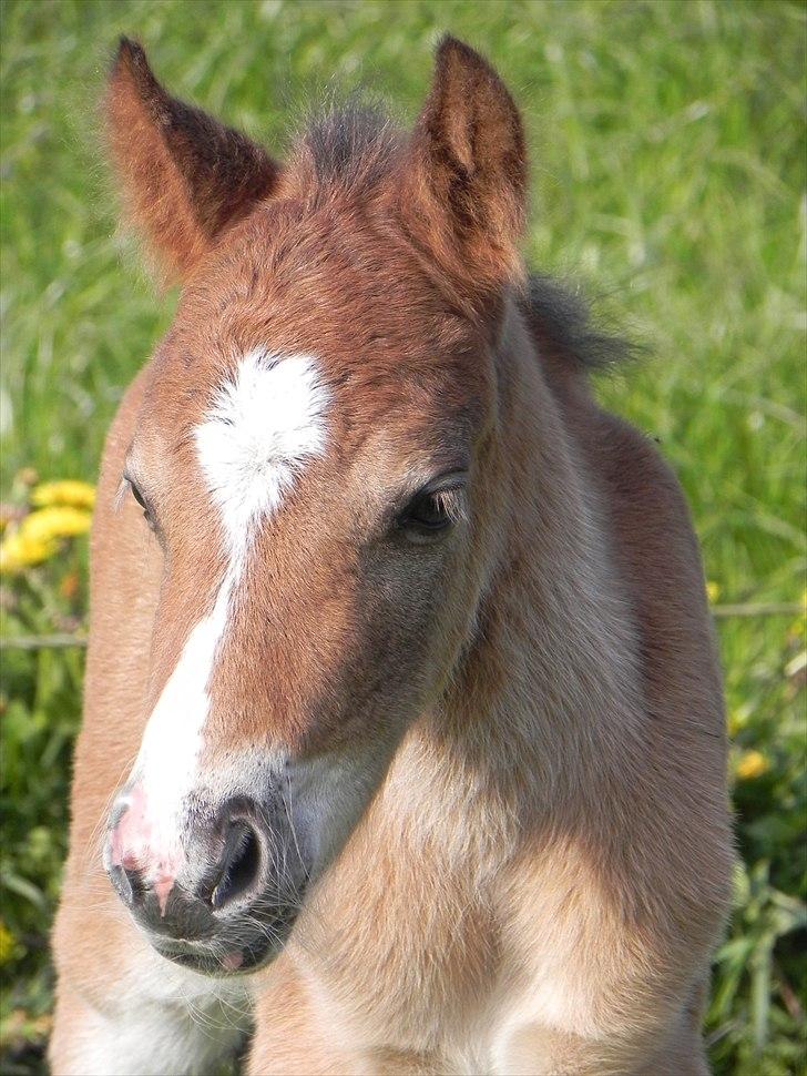 Anden særlig race Stabygårds Tarzan Mama Mia billede 8