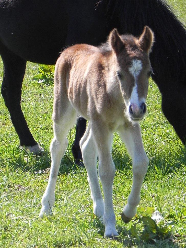 Anden særlig race Stabygårds Tarzan Mama Mia billede 9