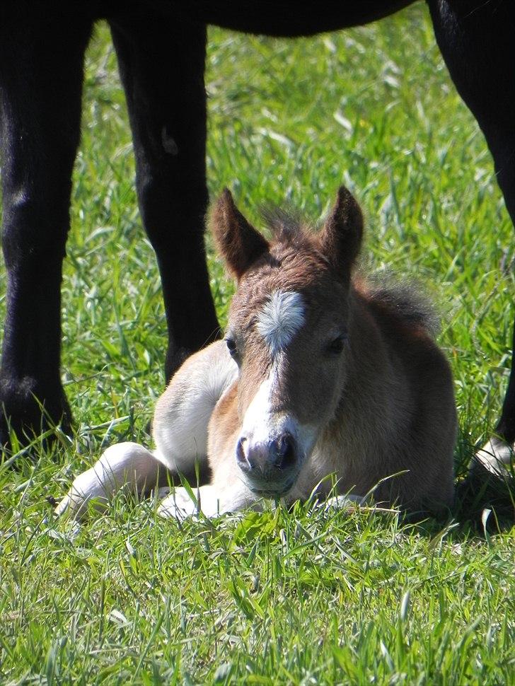 Anden særlig race Stabygårds Tarzan Mama Mia billede 10