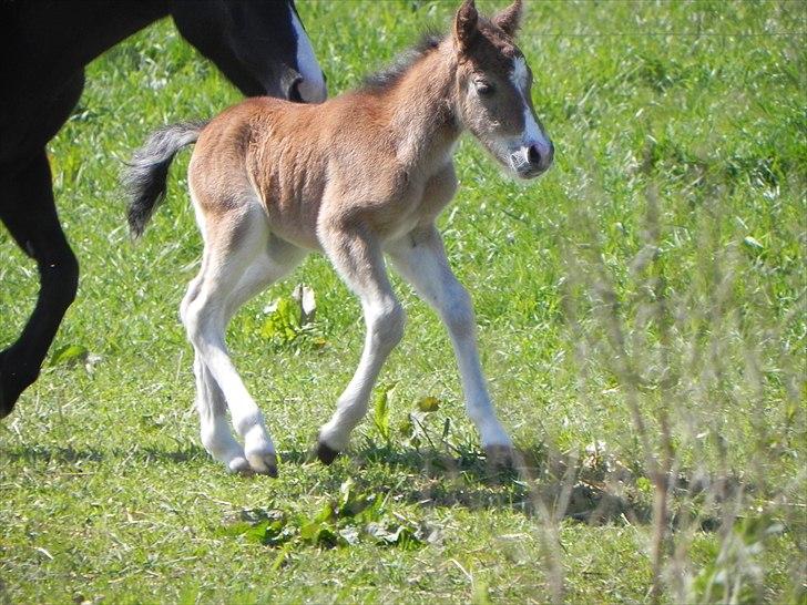 Anden særlig race Stabygårds Tarzan Mama Mia billede 11