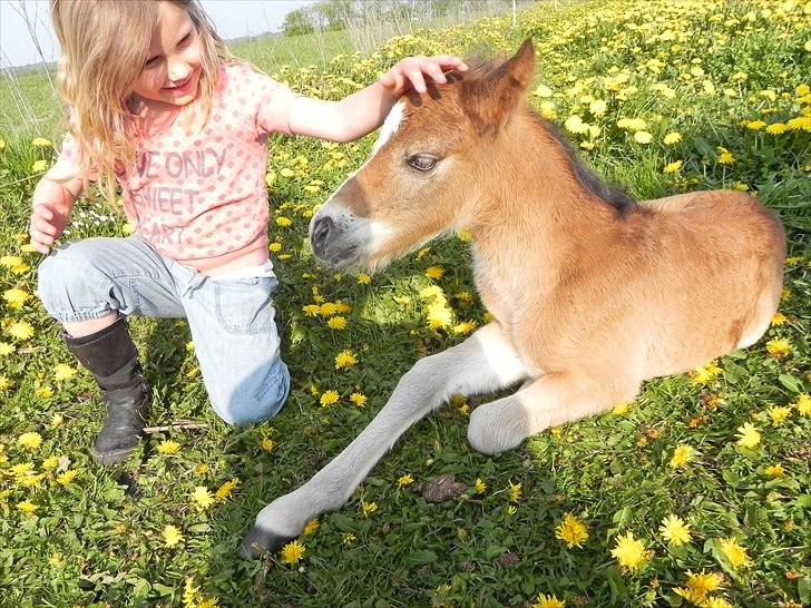 Anden særlig race Stabygårds Tarzan Mama Mia billede 12