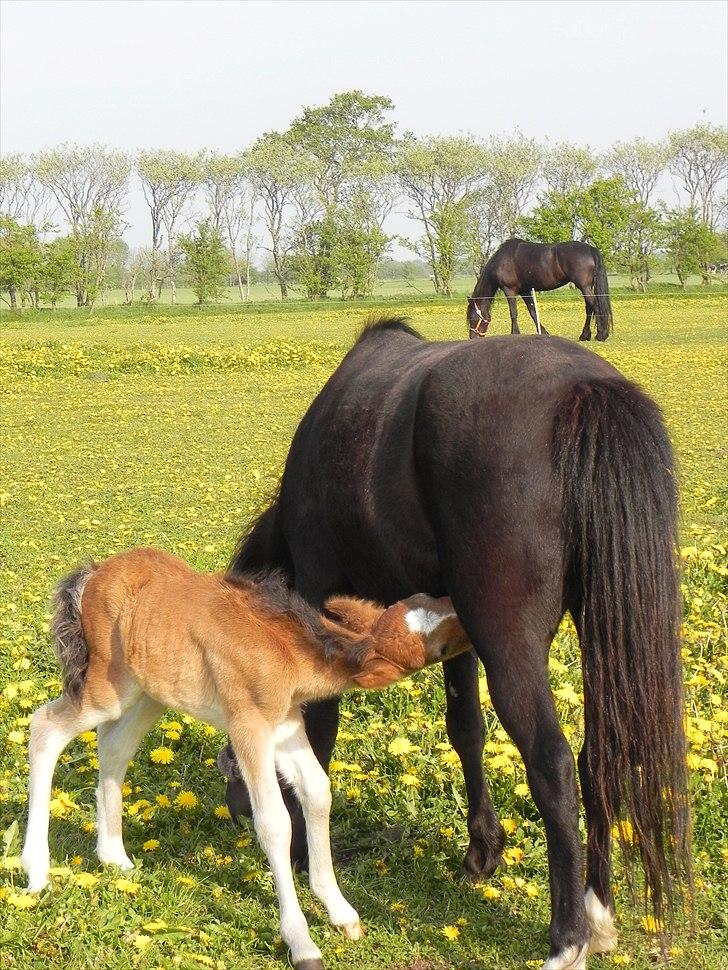 Anden særlig race Stabygårds Tarzan Mama Mia billede 14