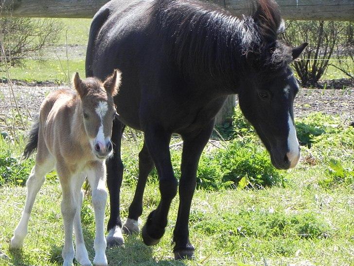 Anden særlig race Stabygårds Tarzan Mama Mia billede 15