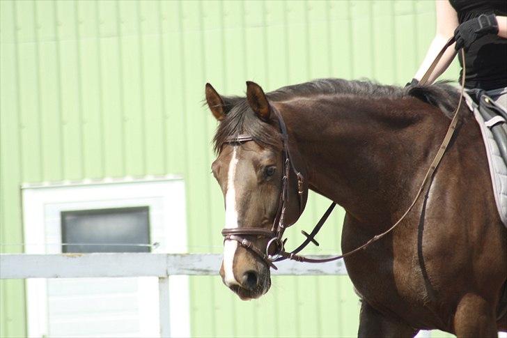 Hollandsk Varmblod Sitera billede 7