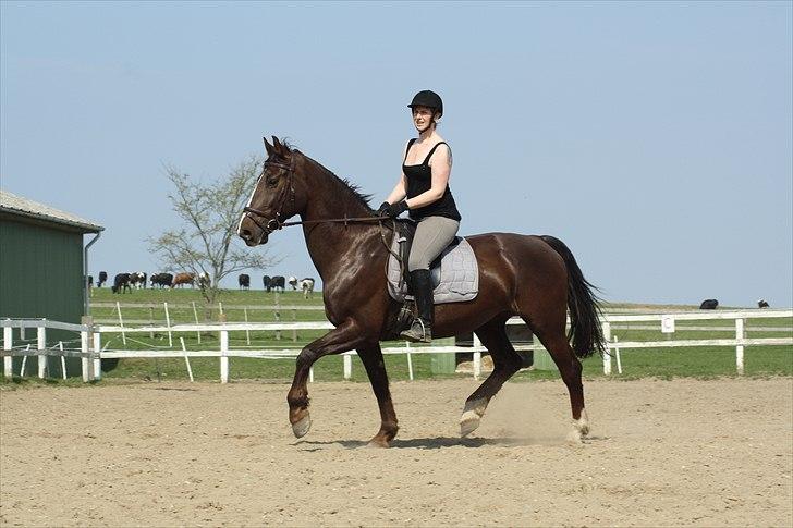 Hollandsk Varmblod Sitera billede 8