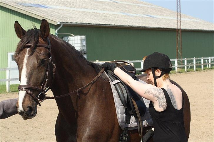 Hollandsk Varmblod Sitera billede 9