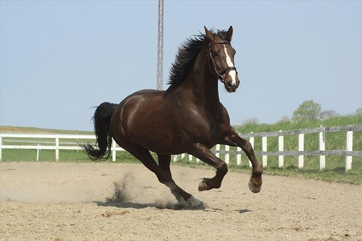 Hollandsk Varmblod Sitera billede 10