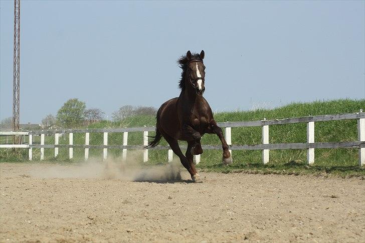 Hollandsk Varmblod Sitera billede 11