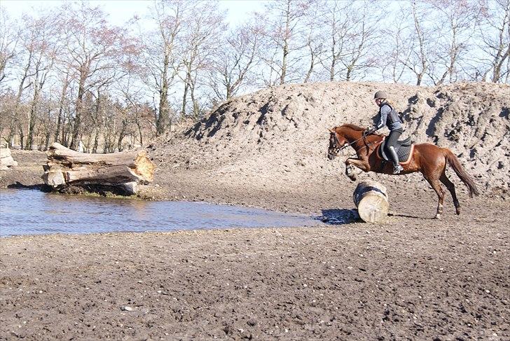 New Forest Hokus Pokus 2 billede 2