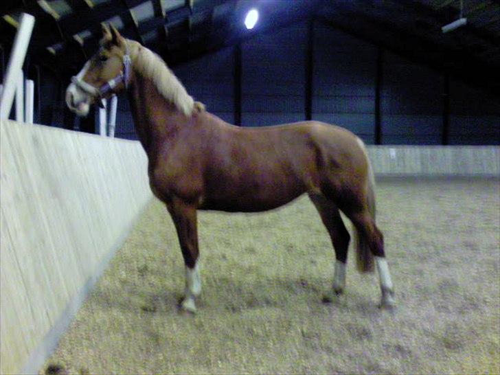 Frederiksborg Ronja - På efterskole billede 6