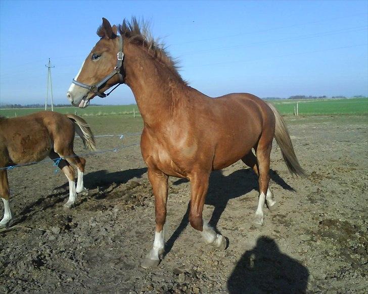 Frederiksborg Ronja - Jeg er vild og farlig!  billede 7
