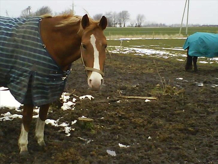 Frederiksborg Ronja - Hygge på en vinterdag (: billede 8