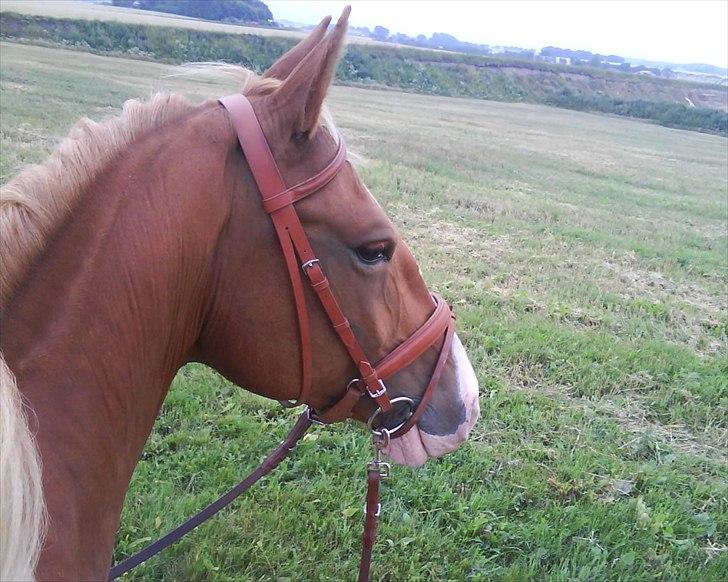 Frederiksborg Ronja - arh <3 på tur billede 9