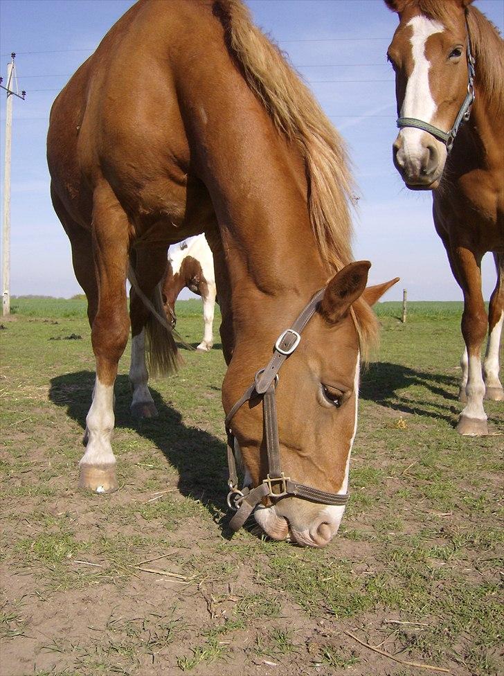 Frederiksborg Ronja - Freja ligner en der tænker "hvad laver du?" billede 10