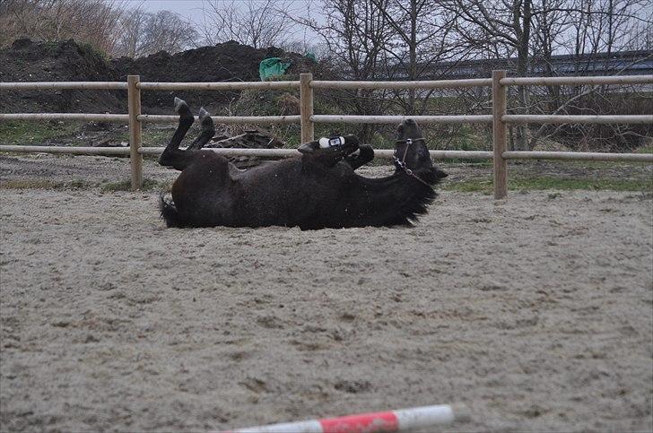 Holstener Acalibra - Ah det er godt - hvad skal man ellers bruge så meget dejlig sand til..... billede 6