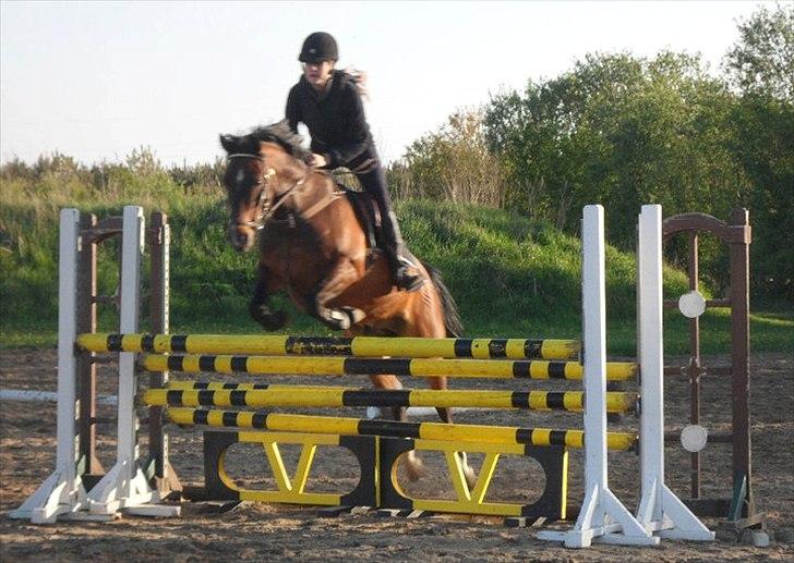 Anden særlig race Jussie - Foto: Mette Büchert  billede 6