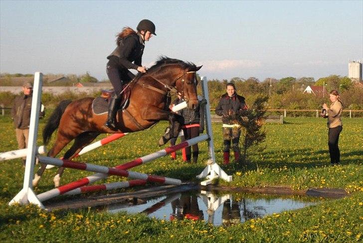 Anden særlig race Jussie - Foto: Mette Büchert  billede 7