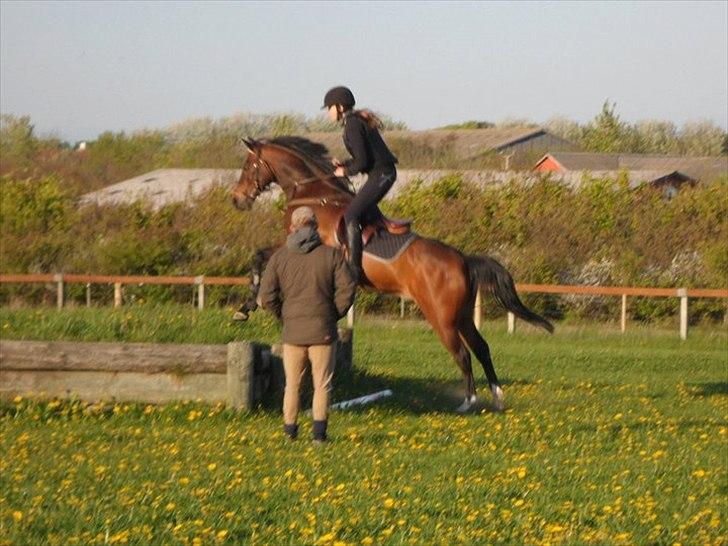 Anden særlig race Jussie - Foto: Mette Büchert  billede 8