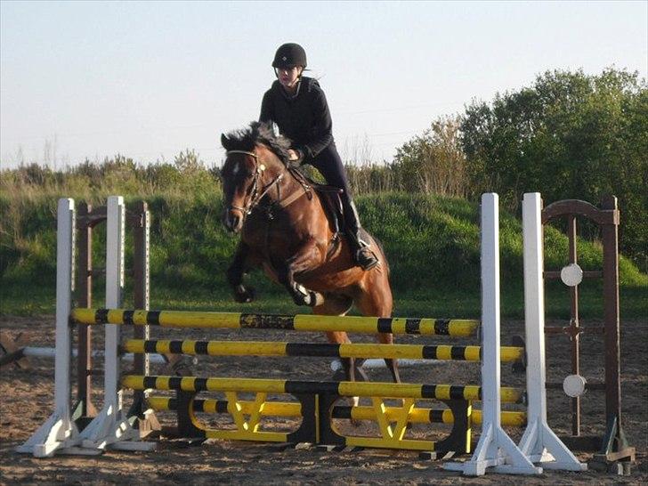 Anden særlig race Jussie - Foto: Mette Büchert  billede 9